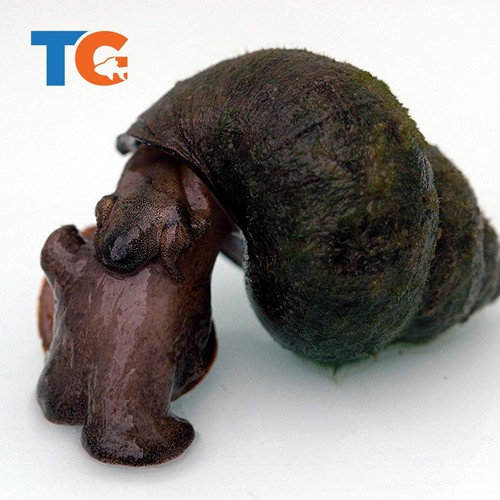 Trapdoor pond snail - trapdoor, for