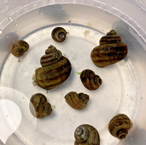 Mystery snails asian ringed - 3,