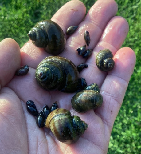Wild pond snail mix - pond,