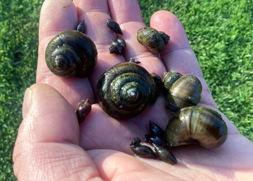 Wild pond snail mix 10x - snail,