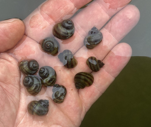 Small mystery snails asian - snails,